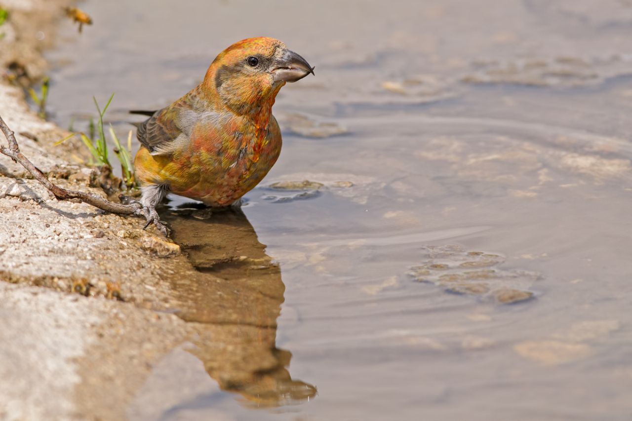 Crociere (Loxia curvirostra)